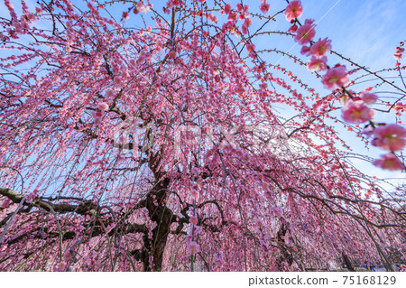 盛開的梅花梅花鈴鹿沒有森林花園 75168129