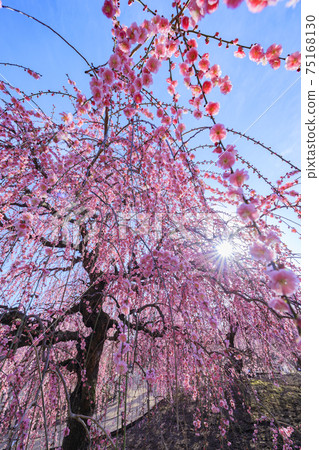 盛開的梅花梅花鈴鹿沒有森林花園 75168130