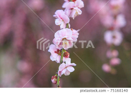 Plum blossoms in full bloom Plum Suzuka no Mori Garden 75168140