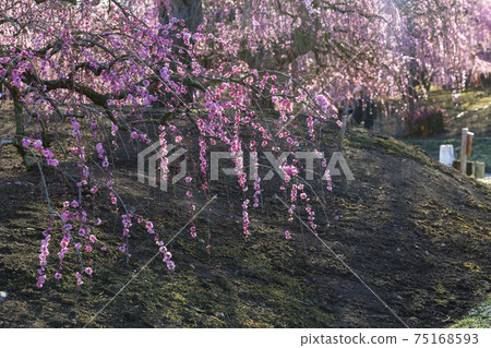 Plum blossoms in full bloom Plum Suzuka no Mori Garden Plum blossoms in full bloom Plum Suzuka no Mori Garden 75168593