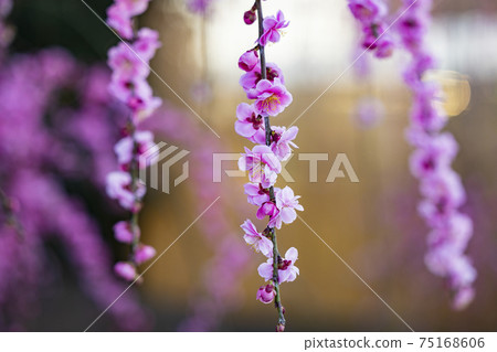 盛開的梅花梅花鈴鹿沒有森林花園 盛開的梅花梅花鈴鹿沒有森林花園 75168606