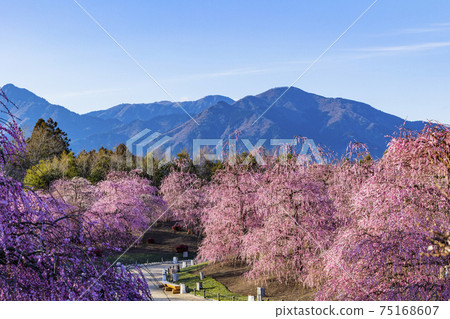 盛開的梅花梅花鈴鹿沒有森林花園 盛開的梅花梅花鈴鹿沒有森林花園 75168607