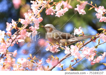 Pink Kawazu cherry blossoms and bulbuls Pink Kawazu cherry blossoms and bulbuls 75169137