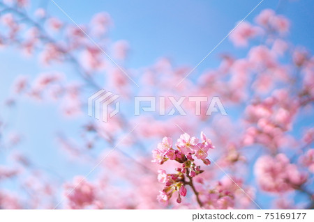 Beautiful Kawazu cherry blossoms and sky Beautiful Kawazu cherry blossoms and sky 75169177