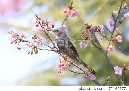 Pink Kawazu cherry blossoms and bulbuls Pink Kawazu cherry blossoms and bulbuls 75169277