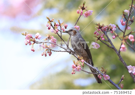 Pink Kawazu cherry blossoms and bulbuls 75169452