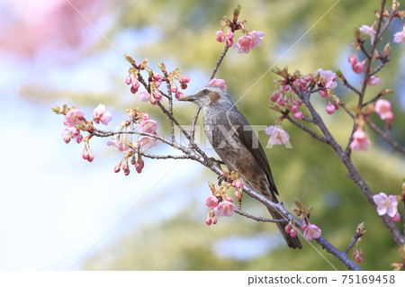 Pink Kawazu cherry blossoms and bulbuls Pink Kawazu cherry blossoms and bulbuls 75169458