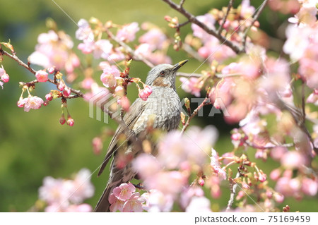 Pink Kawazu cherry blossoms and bulbuls 75169459