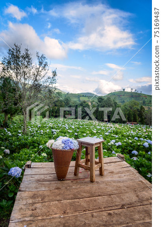 The beautiful scenery of the Hydrangea flower field with a lone chair and flower basket at Khun Pae. The beautiful scenery of the Hydrangea flower field with a lone chair and flower basket at Khun Pae. 75169487