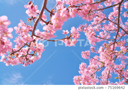 Beautiful Kawazu cherry blossoms and sky 75169642
