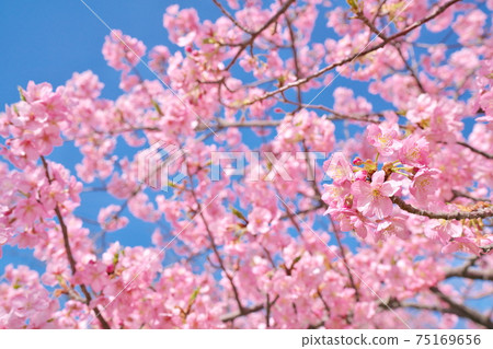 美麗的川津櫻花和天空 75169656