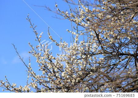 Plum blossoms from Yokohama Sankeien Plum blossoms from Yokohama Sankeien 75169683