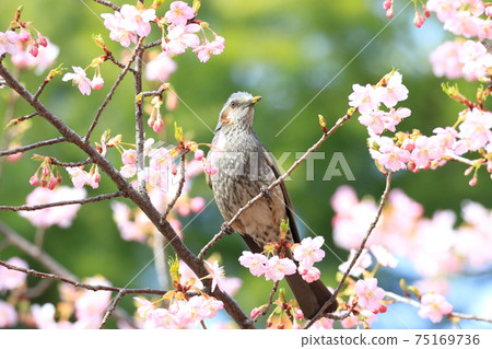 Pink Kawazu cherry blossoms and bulbuls 75169736