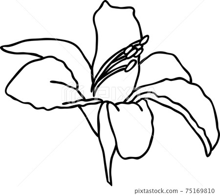 Lily flower black and white print. Vector illustration. Lily flower black and white print. Vector illustration. 75169810