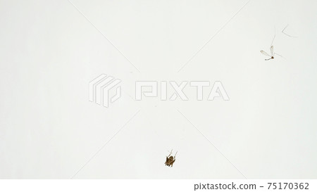 A mosquito trapped on spider web, with a small spider at the bottom middle area. A mosquito trapped on spider web, with a small spider at the bottom middle area. 75170362