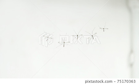 A row of mosquitoes stuck onto the spider's web. A row of mosquitoes stuck onto the spider's web. 75170363