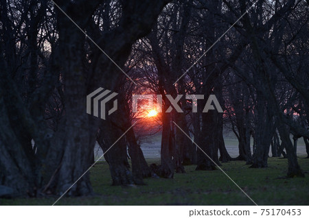 Old Oak Forest with Sunset Light Old Oak Forest with Sunset Light 75170453