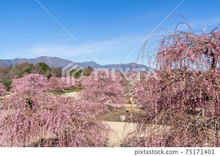 Suzuka City, Mie Prefecture Suzuka Forest Garden Weeping Plum Tree View and Suzuka Mountains 75171401