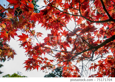 Red leaves og japanese maple in Albert Kahn park Red leaves og japanese maple in Albert Kahn park 75171704