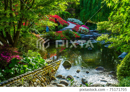 Pond and rhododendron bushes blossom and unrecognizable persons in begin of May Pond and rhododendron bushes blossom and unrecognizable persons in begin of May 75171705