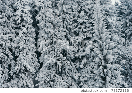 Detail of snowy tree in winter forest 75172116