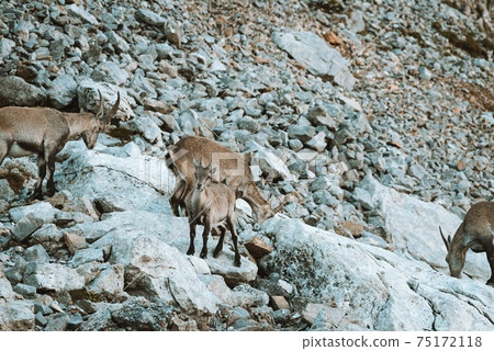 Ibex family in the wild in the Alpstein region in Appenzell Ibex family in the wild in the Alpstein region in Appenzell 75172118