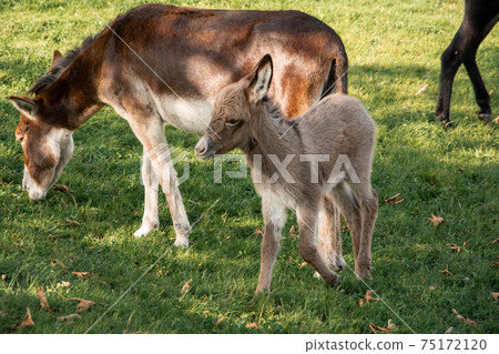 Young donkey in a field on a farm Young donkey in a field on a farm 75172120