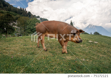 pig on a field of a farm pig on a field of a farm 75172121