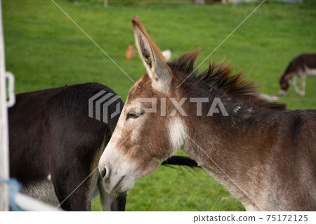 Donkeys in a field on a farm 75172125