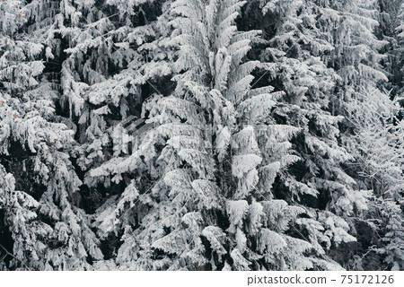 Detail of snowy tree in winter forest 75172126