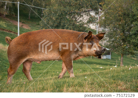 pig on a field of a farm pig on a field of a farm 75172129