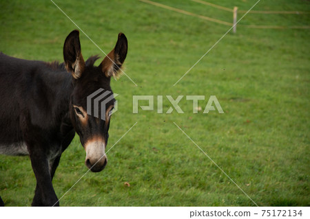 Donkey in a field on a farm Donkey in a field on a farm 75172134