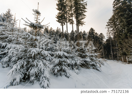 Snow covered young planted trees in the forest 75172136