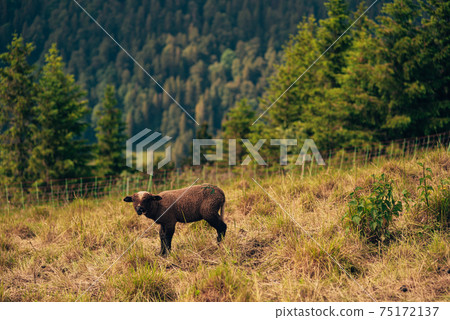Young sheep on a pasture in the mountains of Switzerland 75172137