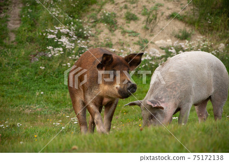 two pigs on a field of a farm 75172138