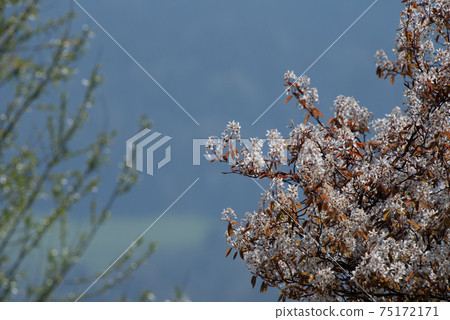 White flowering trees in spring in Europe White flowering trees in spring in Europe 75172171