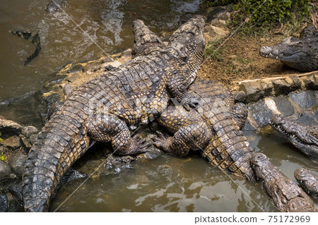 Crocodile Park on the island of Mauritius. La Vanilla Nature Park.Crocodiles 75172969