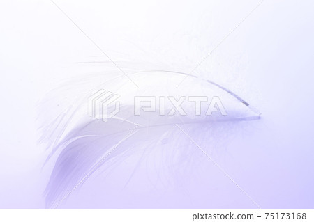 Feather soft. Multicoloured pastel angel feather closeup texture on white background in macro photography, soft focus. Fashion color trends spring summer. 75173168