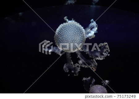 white spotted jellyfish underwater 75173249