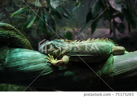 Green Iguana close up portrait on a tree 75173263