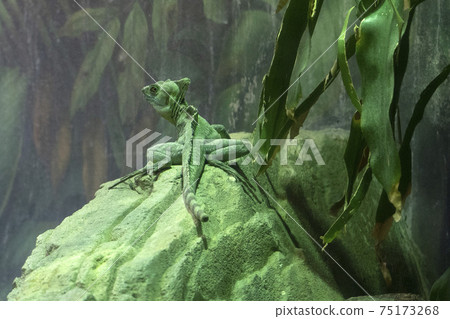 Green basilisk in the forest 75173268