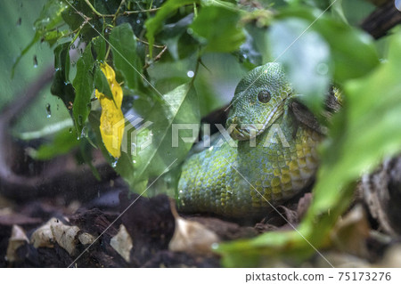 Green python snake hiding in the forest Green python snake hiding in the forest 75173276