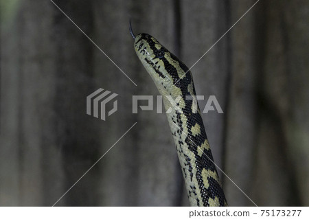 Jungle carpet python snake Jungle carpet python snake 75173277