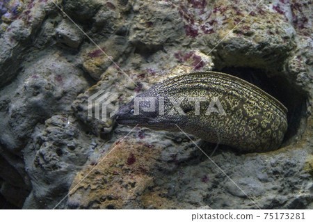 eel mooray portrait 75173281