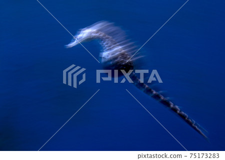 sea horse underwater move effect panning twist technique 75173283