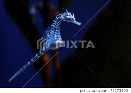 sea horse underwater close up 75173290