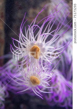 mediterranean sea anemone pink fluorescent 75173293