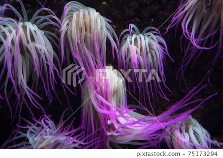 mediterranean sea anemone pink fluorescent 75173294