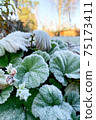Green round leaves covered with frost in the foreground. 75173411