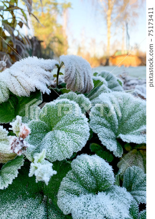 Green round leaves covered with frost in the foreground. Green round leaves covered with frost in the foreground. 75173411